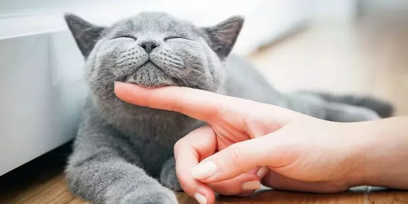 Nằm mơ thấy mèo – Giải mã giấc mơ và con số may mắn 4 Tổng hợp các số lô đề nên đánh nếu mơ thấy mèo